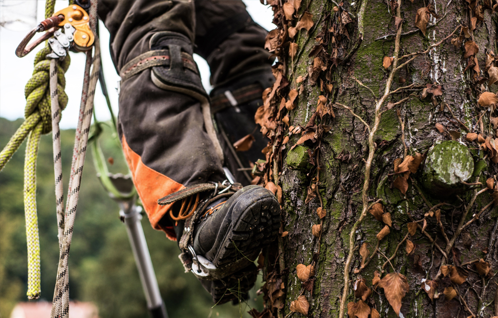 Élagueur en intervention à Lugrin